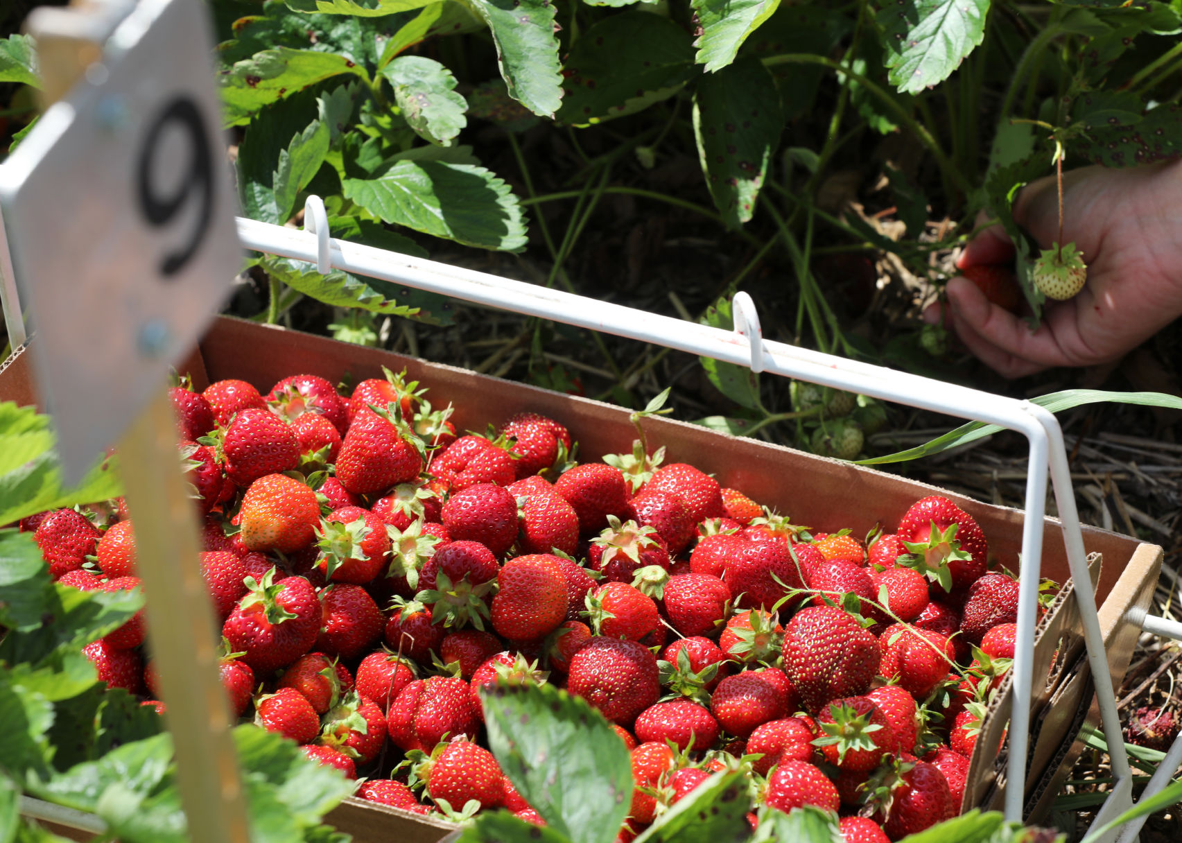 6/27/2019: Carandale Fruit Farm